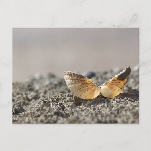Briefkaart Seashell (Voorkant)