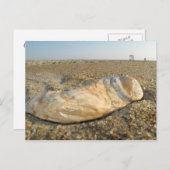 Briefkaart Seashell (Voorkant / Achterkant)