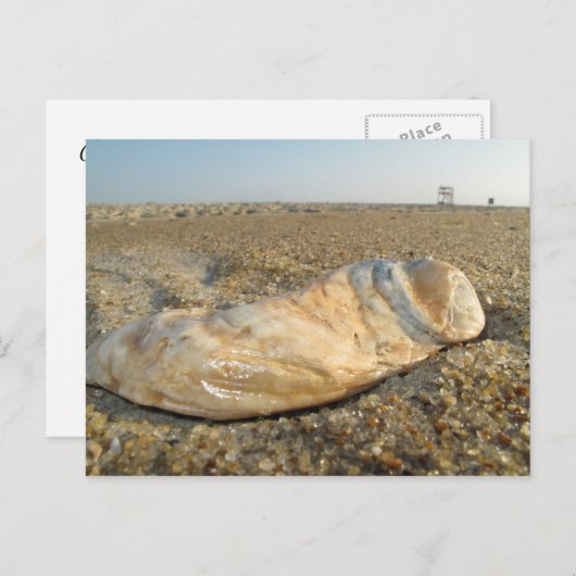 Briefkaart Seashell (Voorkant / Achterkant)