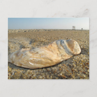 Briefkaart Seashell