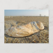Briefkaart Seashell (Voorkant)