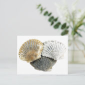 Briefkaart Seashell (Staand voorkant)
