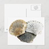Briefkaart Seashell (Voorkant / Achterkant)