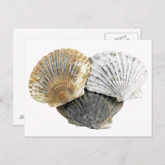Briefkaart Seashell (Voorkant / Achterkant)