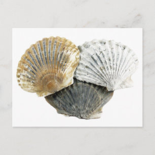 Briefkaart Seashell