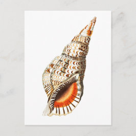 briefkaart "SEATRUMPET"