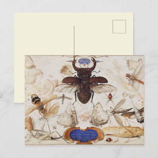 Briefkaart  sectie illustratie (Voorkant / Achterkant)