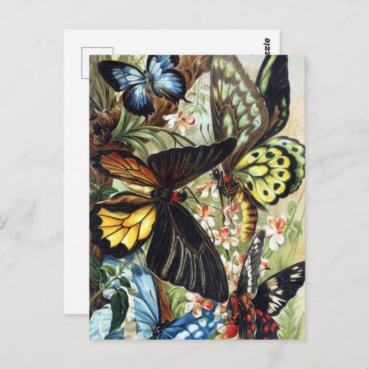 Briefkaart  sectie illustratie (Voorkant / Achterkant)