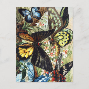 Briefkaart  sectie illustratie