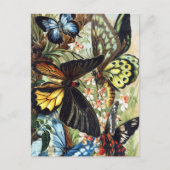 Briefkaart  sectie illustratie (Voorkant)