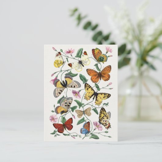 Briefkaart  sectie illustratie (Staand voorkant)