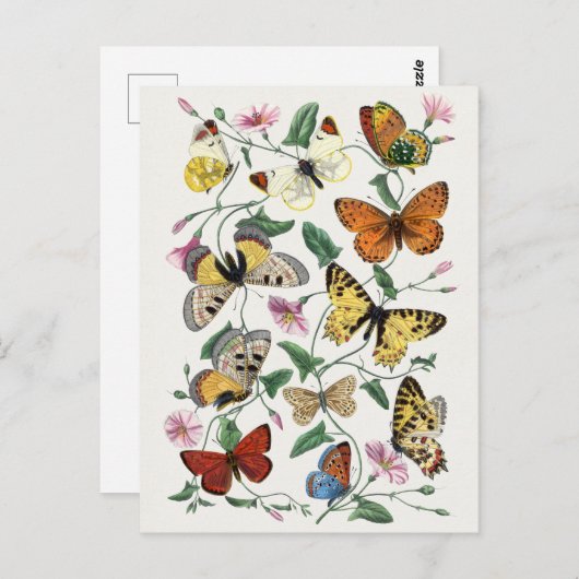 Briefkaart  sectie illustratie (Voorkant / Achterkant)