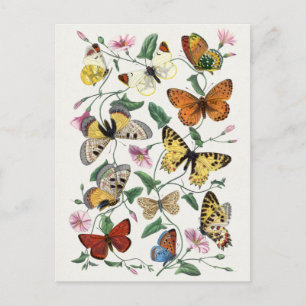 Briefkaart  sectie illustratie