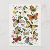 Briefkaart  sectie illustratie (Voorkant)