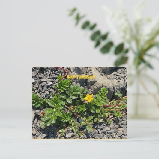 Briefkaart SEPTEMBER (Staand voorkant)