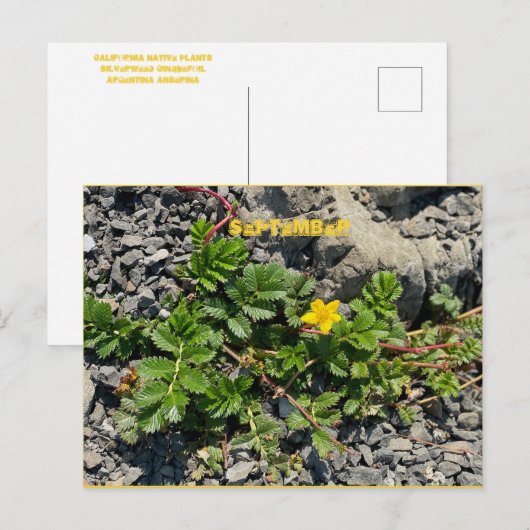 Briefkaart SEPTEMBER (Voorkant / Achterkant)