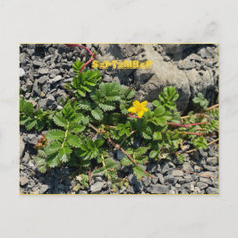 Briefkaart SEPTEMBER