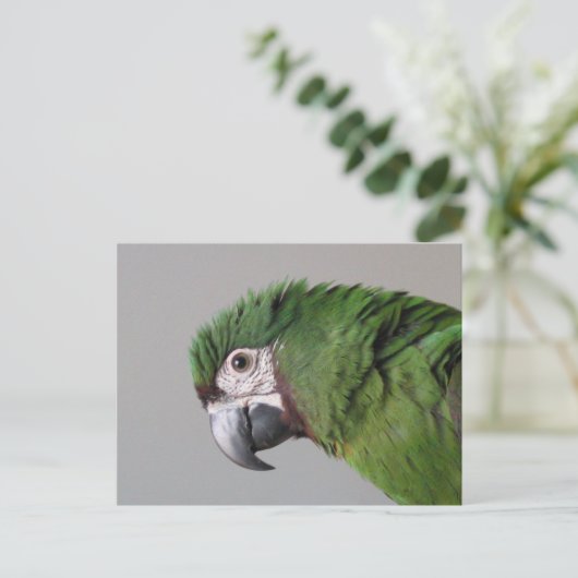 Briefkaart Severe Macaw (Staand voorkant)