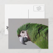 Briefkaart Severe Macaw (Voorkant / Achterkant)