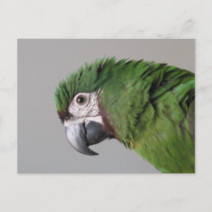 Briefkaart Severe Macaw