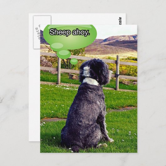 Briefkaart Sheep Ahoy (Voorkant / Achterkant)