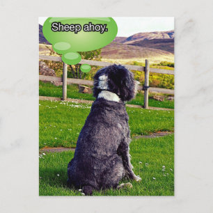Briefkaart Sheep Ahoy