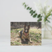 Briefkaart Shepherd Dog (Staand voorkant)