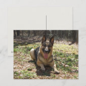 Briefkaart Shepherd Dog (Voorkant / Achterkant)