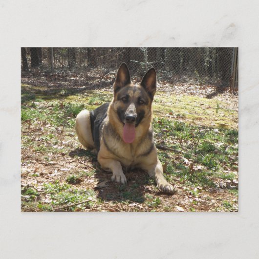 Briefkaart Shepherd Dog (Voorkant)