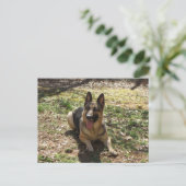 Briefkaart Shepherd Dog (Staand voorkant)