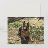 Briefkaart Shepherd Dog (Voorkant / Achterkant)
