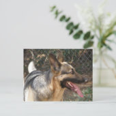 Briefkaart Shepherd Dog (Staand voorkant)