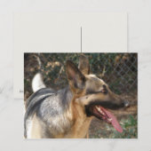 Briefkaart Shepherd Dog (Voorkant / Achterkant)