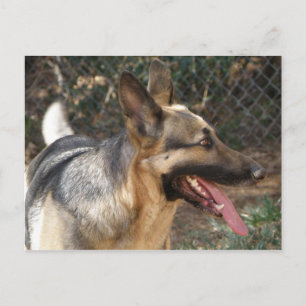 Briefkaart Shepherd Dog