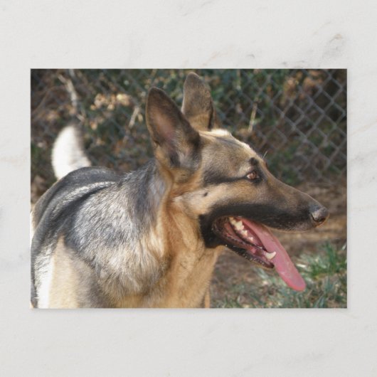 Briefkaart Shepherd Dog (Voorkant)