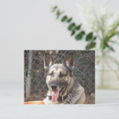 Briefkaart Shepherd Dog (Staand voorkant)