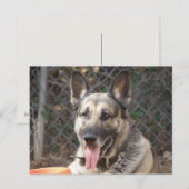 Briefkaart Shepherd Dog (Voorkant / Achterkant)