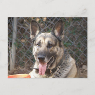Briefkaart Shepherd Dog