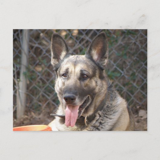Briefkaart Shepherd Dog (Voorkant)