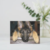 Briefkaart Shepherd Pup (Staand voorkant)