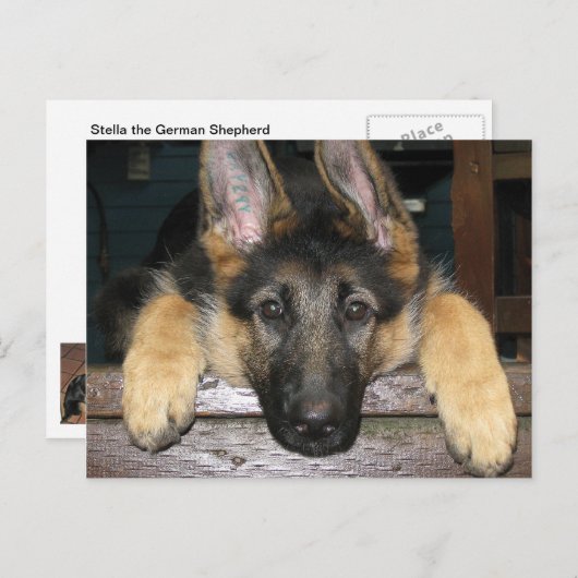 Briefkaart Shepherd Pup (Voorkant / Achterkant)