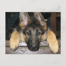 Briefkaart Shepherd Pup