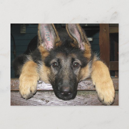 Briefkaart Shepherd Pup (Voorkant)