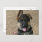 Briefkaart Shepherd Puppy (Voorkant / Achterkant)