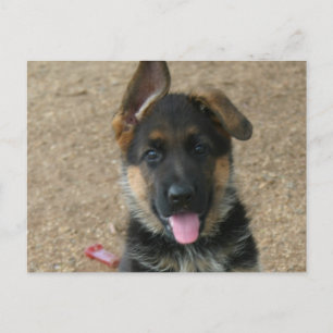 Briefkaart Shepherd Puppy