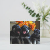 Briefkaart Shepherd Puppy (Staand voorkant)