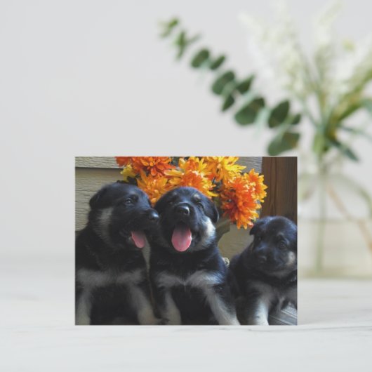 Briefkaart Shepherd Puppy (Staand voorkant)