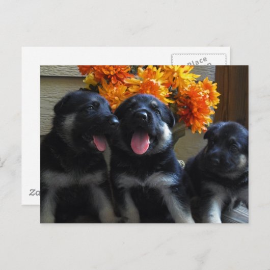 Briefkaart Shepherd Puppy (Voorkant / Achterkant)