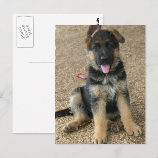 Briefkaart Shepherd Puppy (Voorkant / Achterkant)