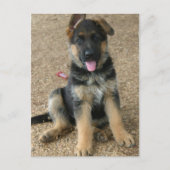 Briefkaart Shepherd Puppy (Voorkant)